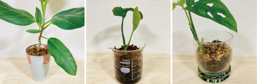 植物２.jpg